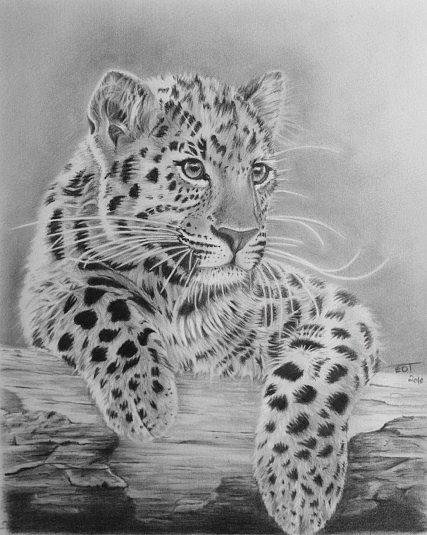 Leopard Cub Drawing by Ed Teasdale - Fine Art America