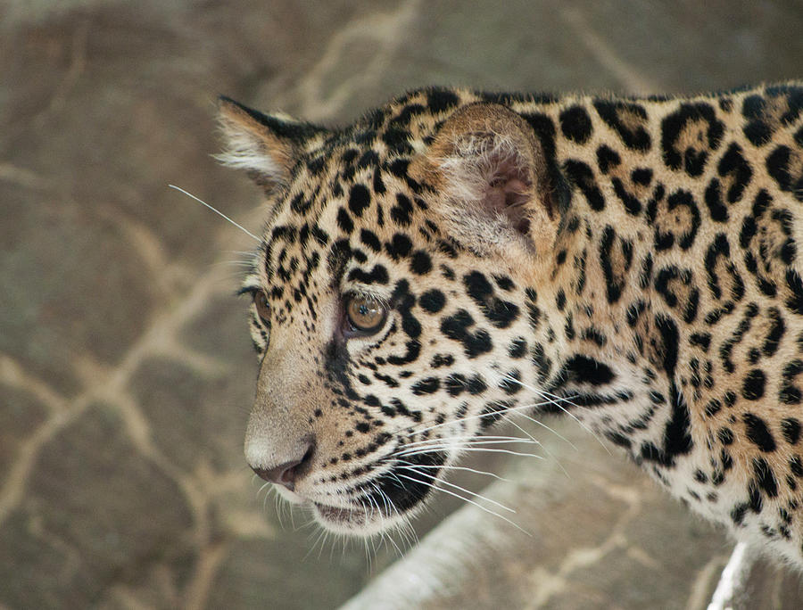 Leopard Cub Photograph by Julia McHugh