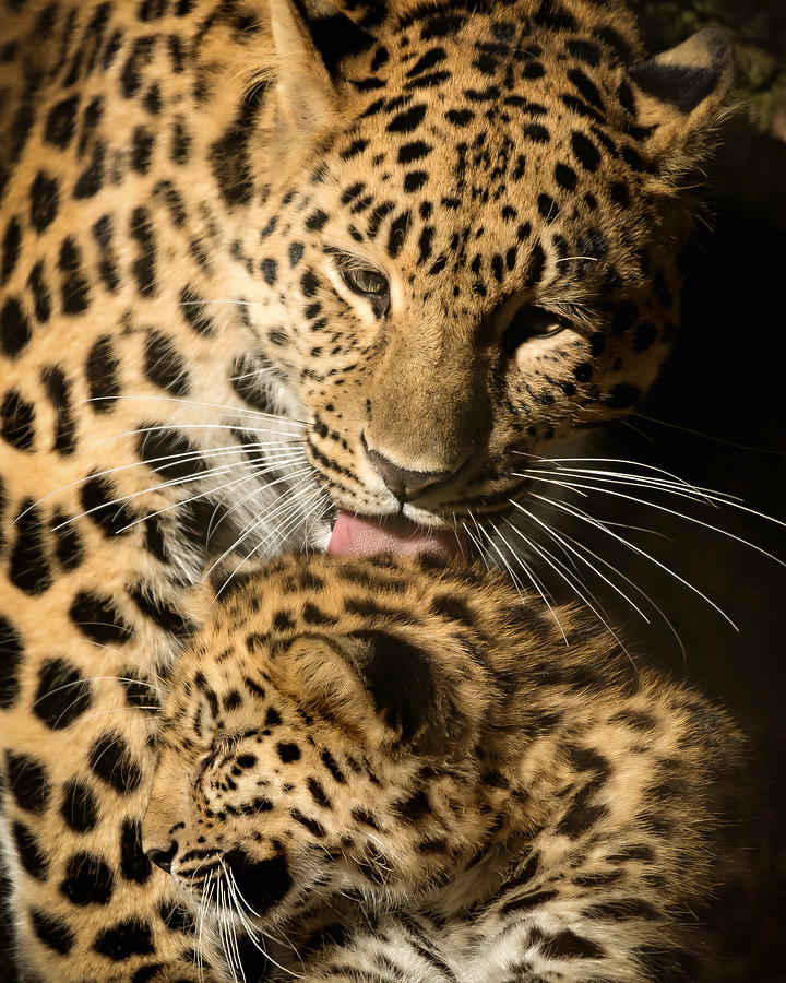 Leopard Cub Love Photograph by Chris Boulton