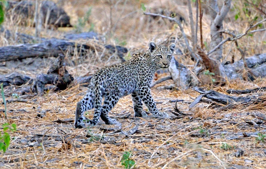 Leopard Cub on the Move Photograph by Tom Wurl