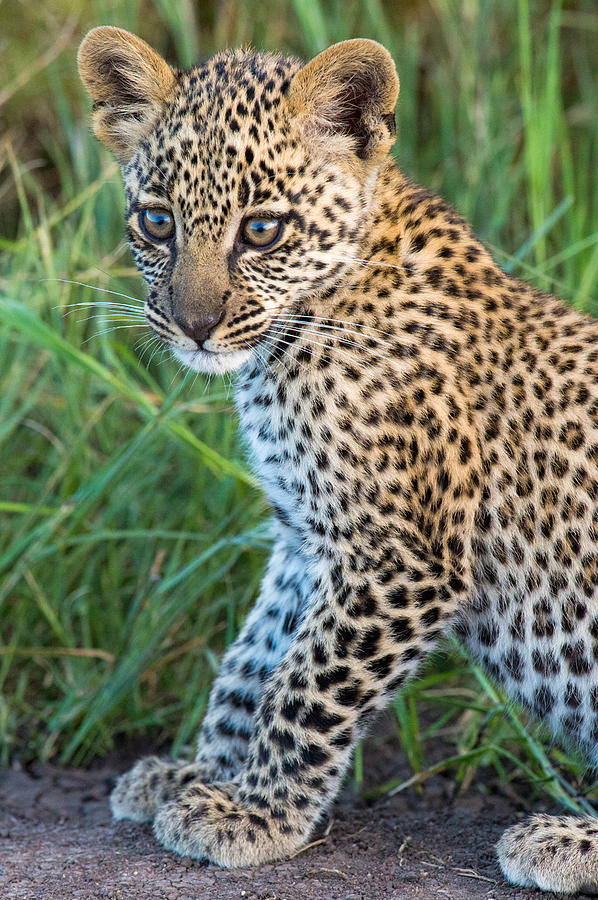 Leopard Cub Panthera Pardus, Serengeti Photograph by Panoramic Images