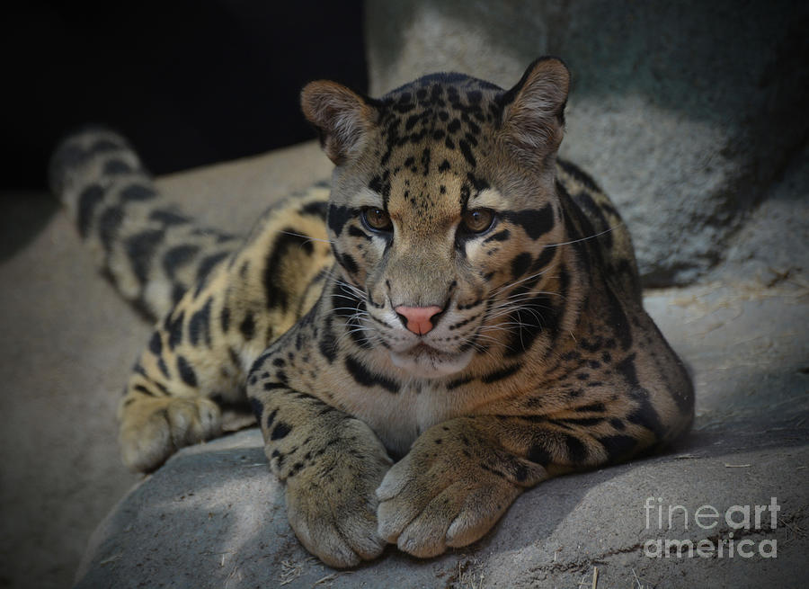 Leopard Cub Photograph by Savannah Gibbs