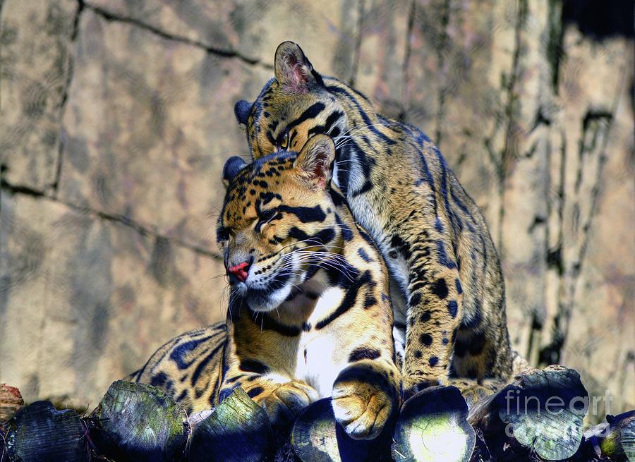 Leopard Cubs Grooming Photograph by Savannah Gibbs