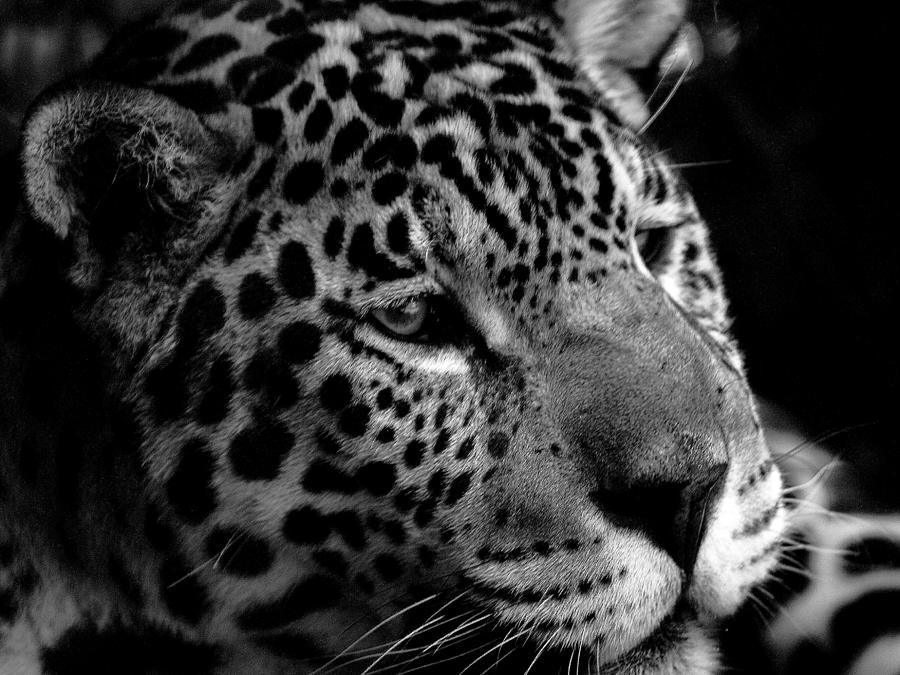 Cat Photograph - Leopard by Darkus Photo