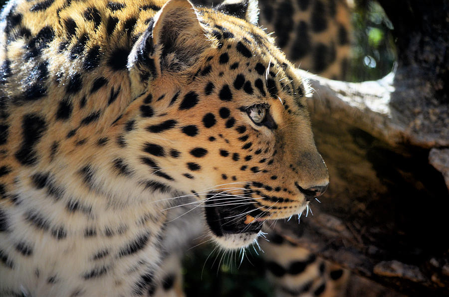 Leopard Photograph by Diamond Jade - Fine Art America