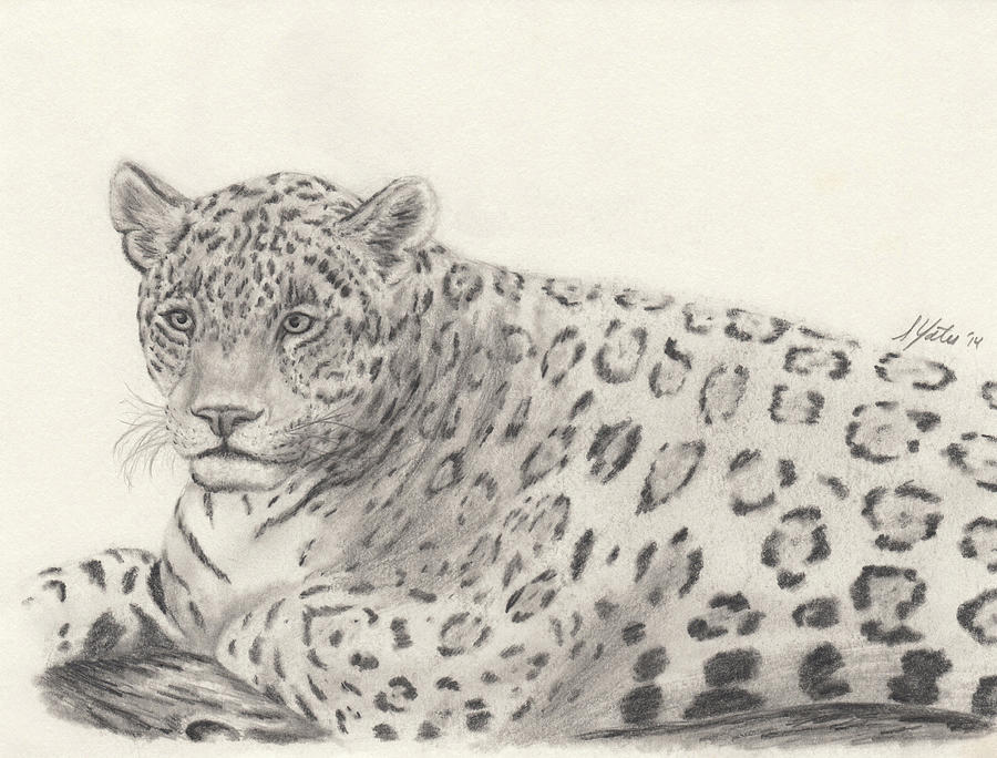 Leopard Drawing Drawing by Stephanie Yates Pixels