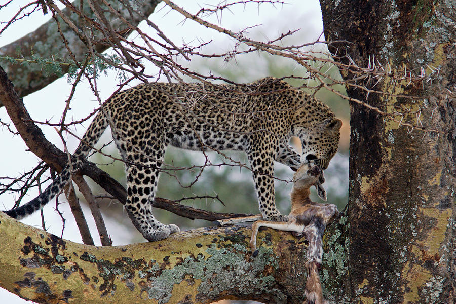 Leopard Eating Gazelle Photograph by Aivar Mikko