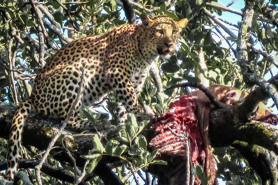 Leopard Eating Impala in a Tree Photograph by Gregory Daley  MPSA