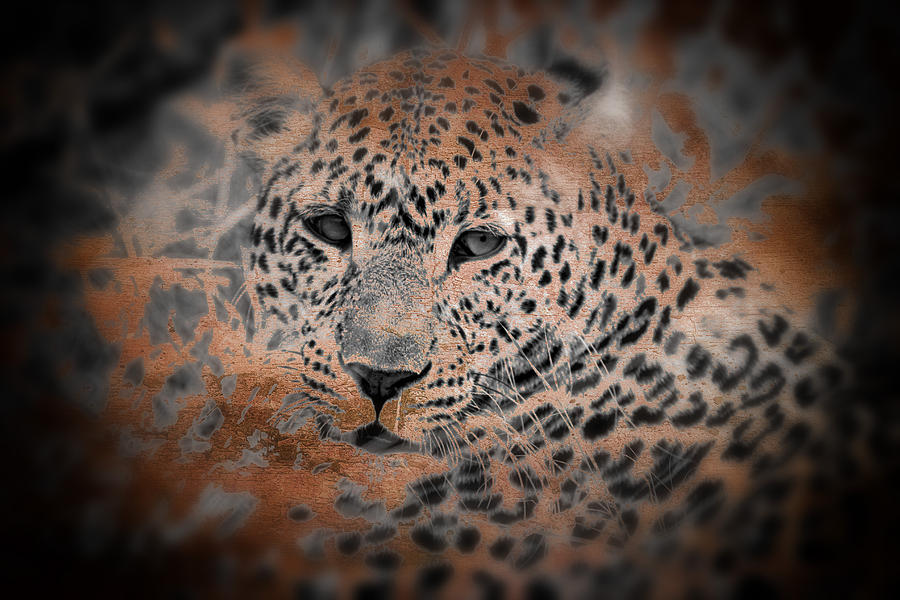 Leopard- Encounter with the Big 5 Series Digital Art by Sue Masterson