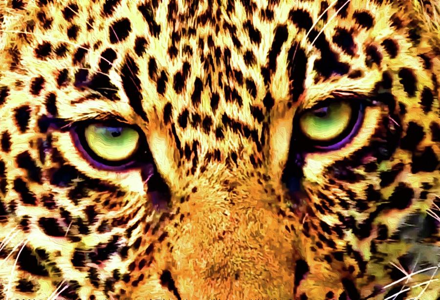 Leopard eyes Photograph by Gini Moore
