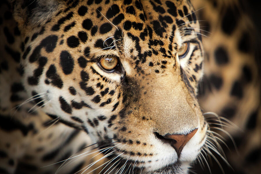 Leopard Face Photograph by John Wadleigh