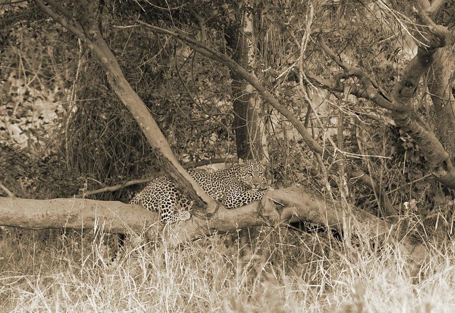Leopard Photograph by Felix Concepcion
