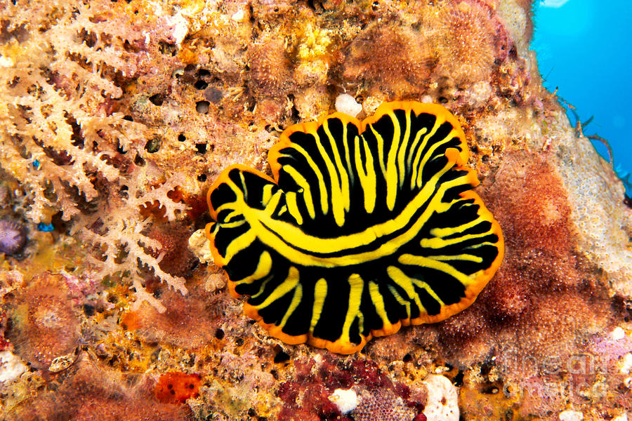 Leopard Flatworm Photograph by Dave Fleetham - Printscapes