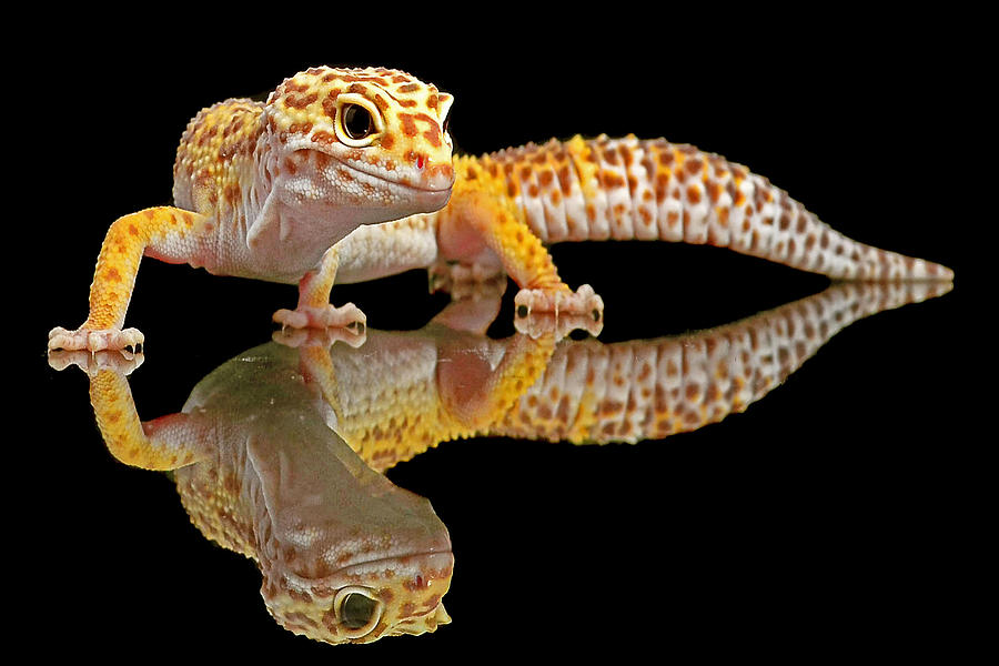 Leopard Gecko Photograph by Dikky Oesin.