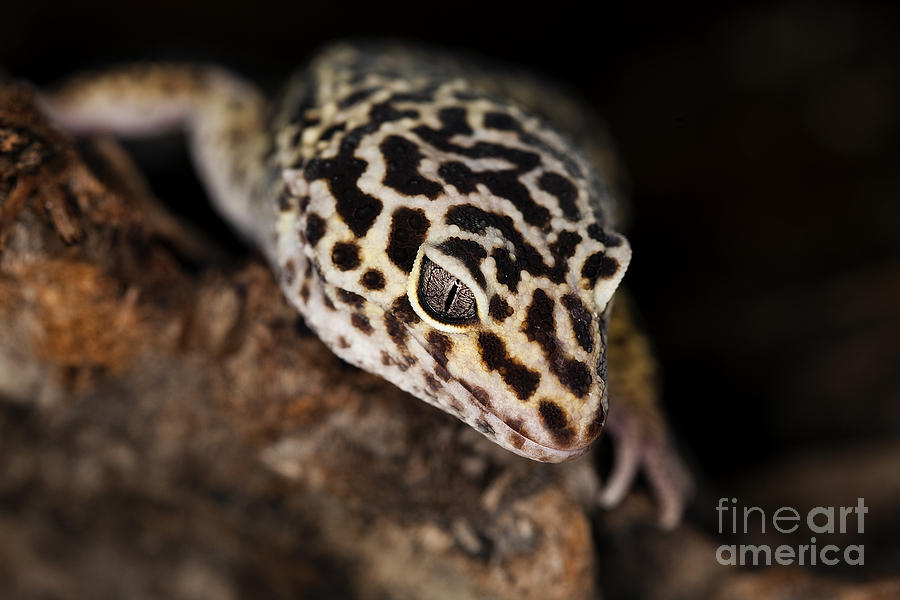 Leopard Gecko Eublepharis Macularius Photograph by Gerard Lacz
