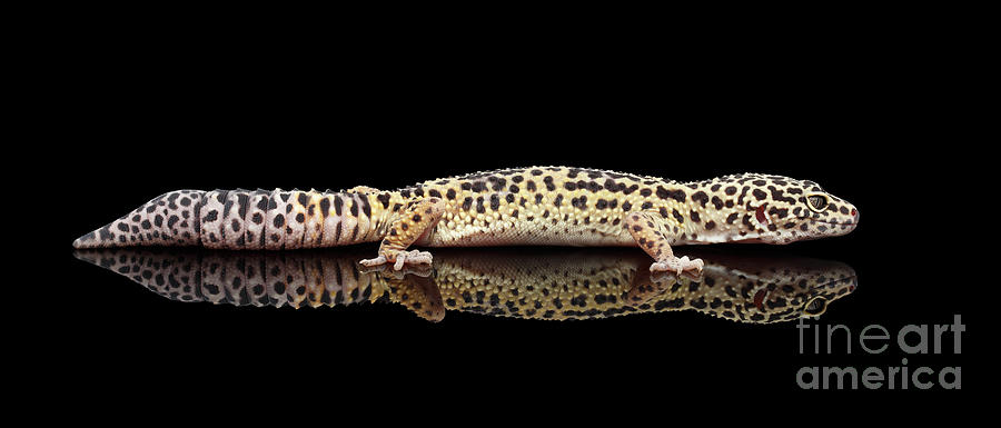 Wildlife Photograph - Leopard Gecko Eublepharis macularius Isolated on Black Background by Sergey Taran