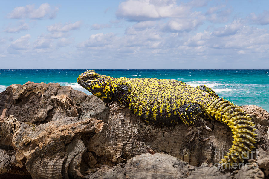 Leopard gecko  Photograph by Les Palenik
