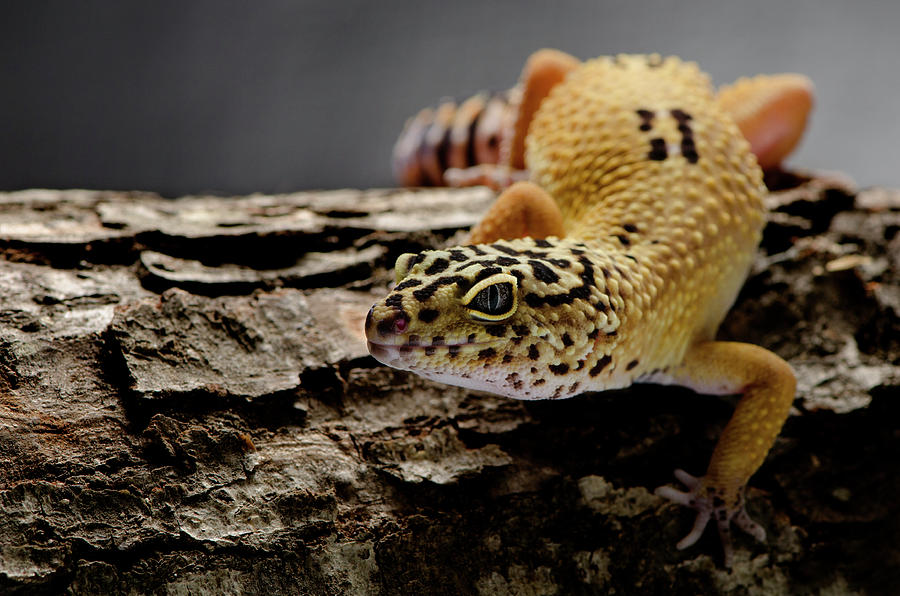 Leopard Gecko Photograph by Marius Ioan Groza