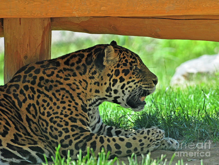 Leopard At Rest Photograph by Glenn Gordon