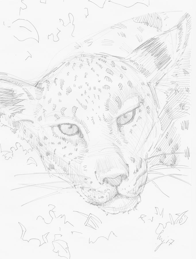 Leopard head drawing Drawing by Mike Jory