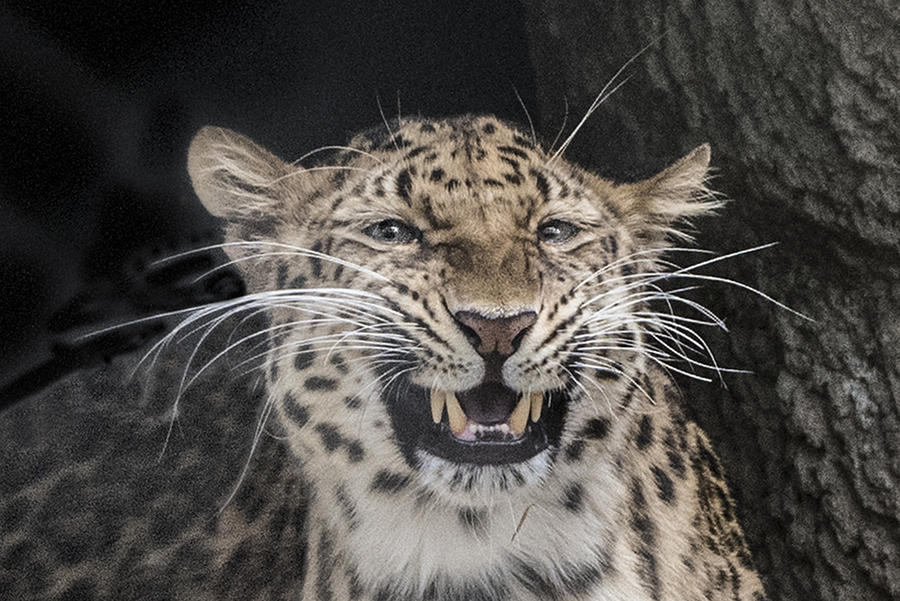 Leopard Headshot Photograph by William Bitman