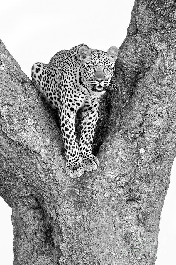 Leopard Photograph - Leopard in a Tree by Richard Garvey-Williams