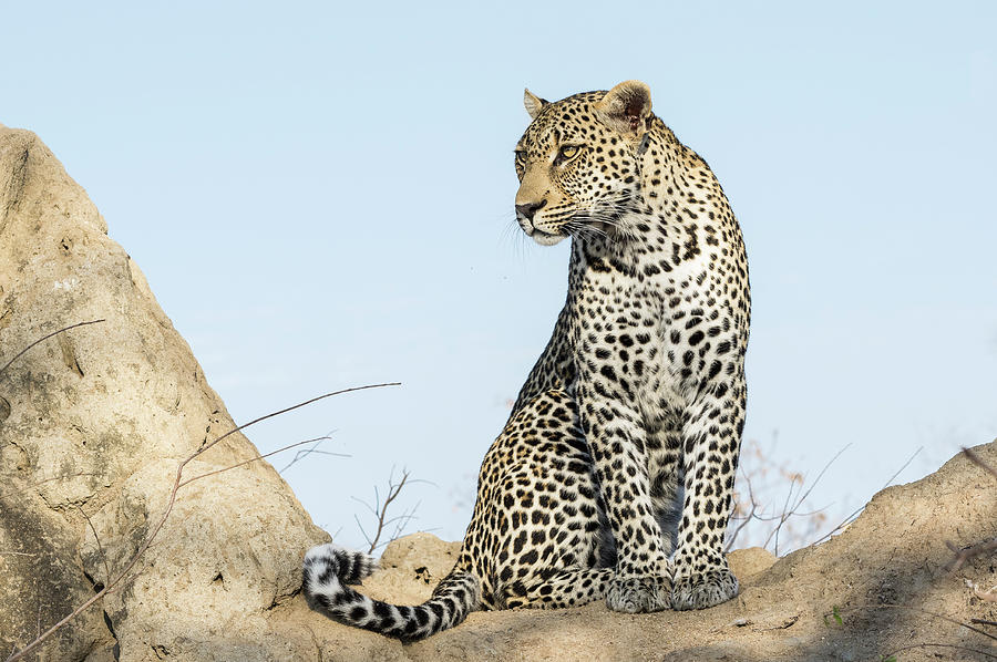 Leopard in Africa Photograph by Alan Bland