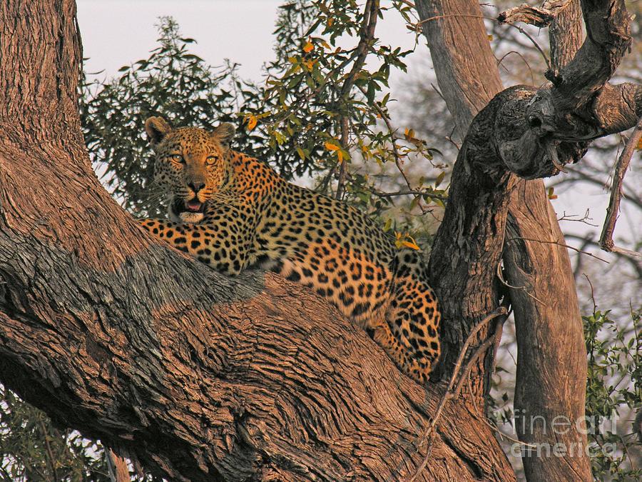 Leopard in Botswana Photograph by Susan Blackaller-Johnson