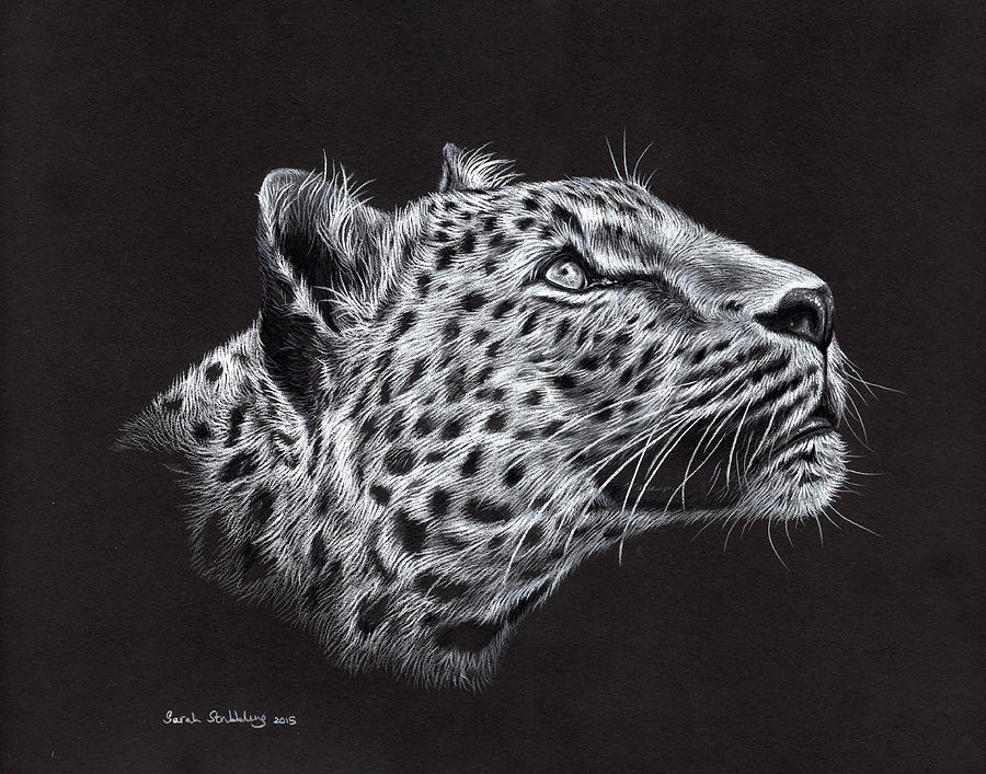 Leopard in pastel Painting by Sarah Stribbling - Fine Art America