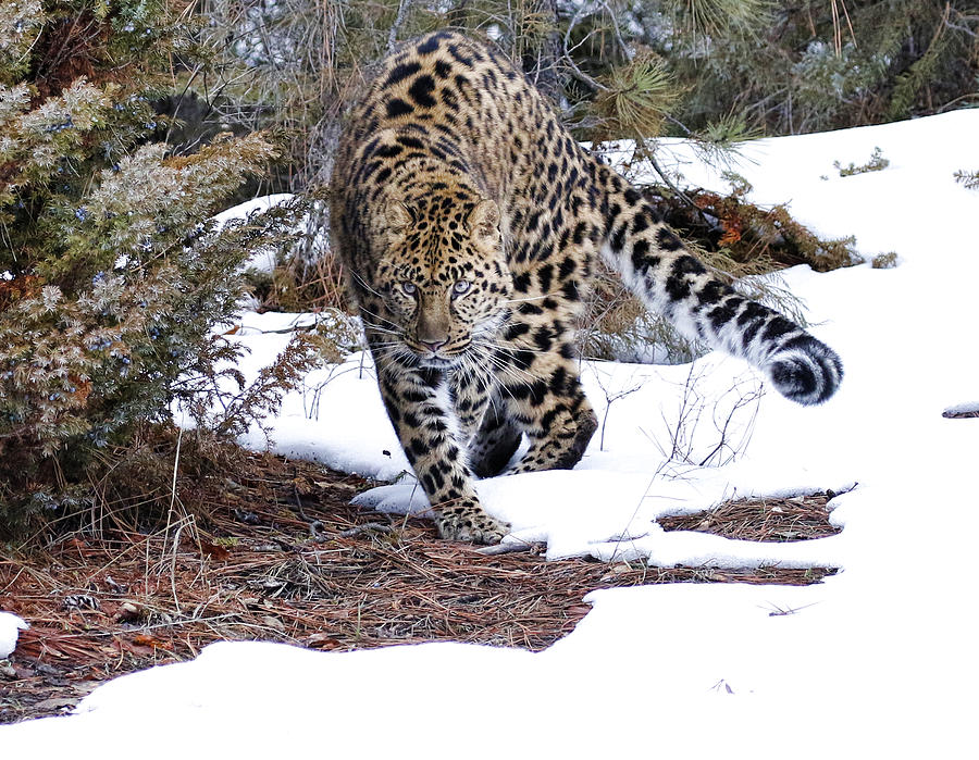 Leopard in Snow Photograph by Steve McKinzie