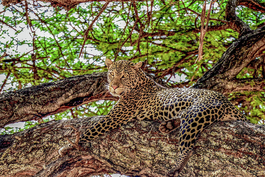 Leopard in Tarangire National Park Photograph by Marilyn Burton