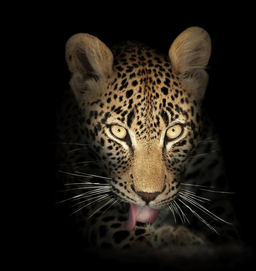 Leopard Photograph - Leopard In The Dark by Johan Swanepoel