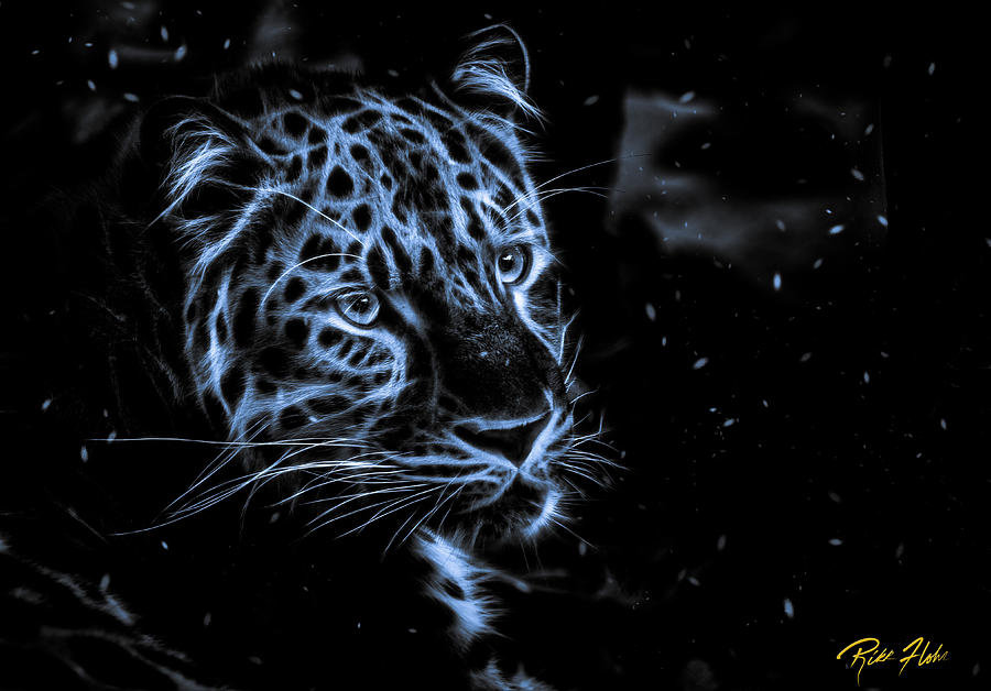 Leopard in the darkness.  Photograph by Rikk Flohr