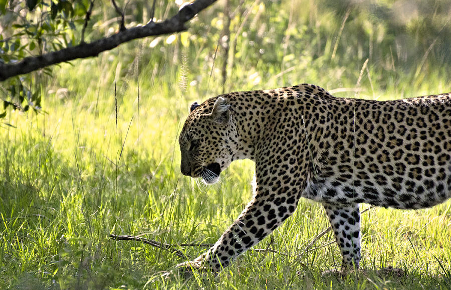 Leopard in the Grass Photograph by Marion McCristall