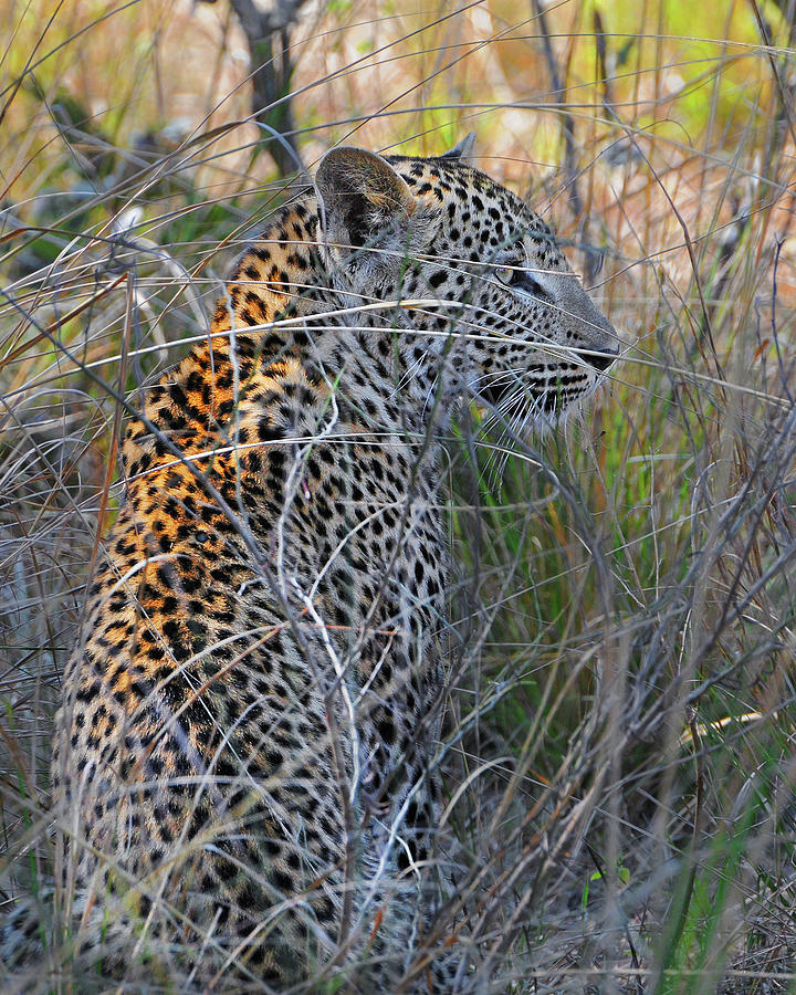 Leopard in the Grass Photograph by Ted Keller
