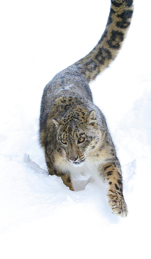 Leopard in The Snow Photograph by Steve McKinzie