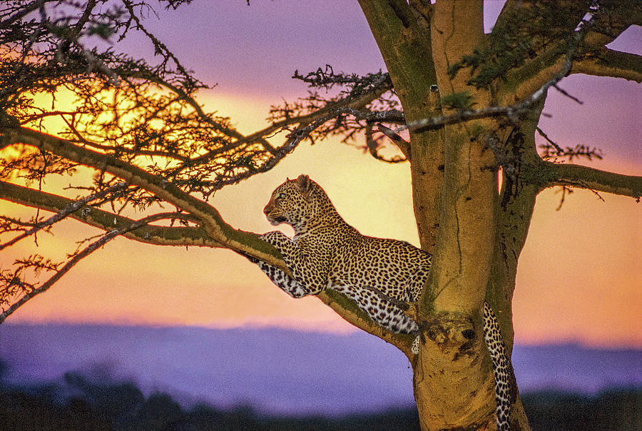 Leopard in tree at Sunset, Kenya Photograph by Howie Garber - Fine Art  America