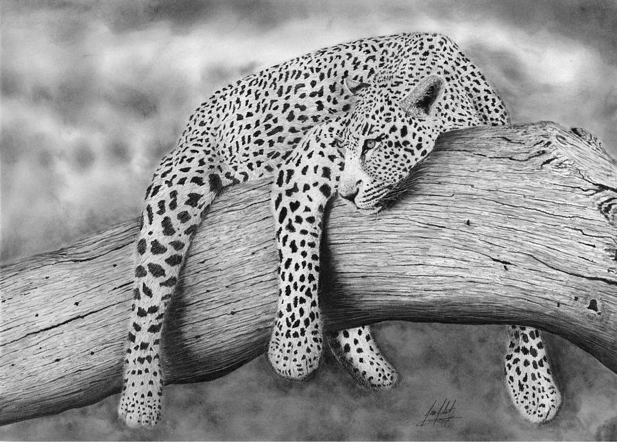 Leopard Relaxing In a Tree Drawing by James Schultz