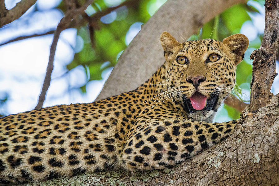 Leopard in Tree Photograph by Fran Gallogly