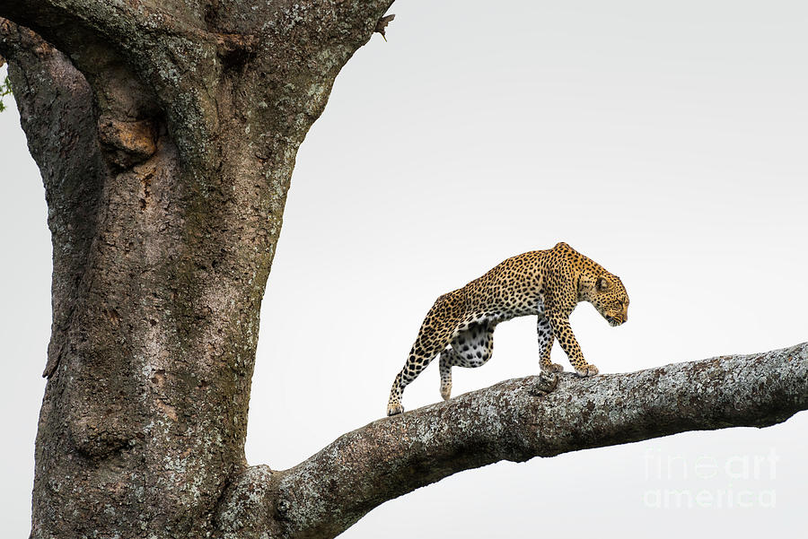 Leopard in tree in the Serengeti savanna Photograph by RicardMN Photography