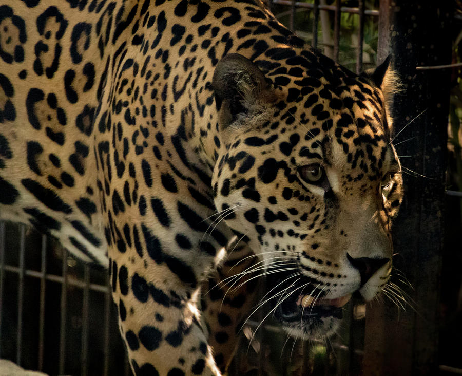 Leopard Photograph by Jay Stockhaus