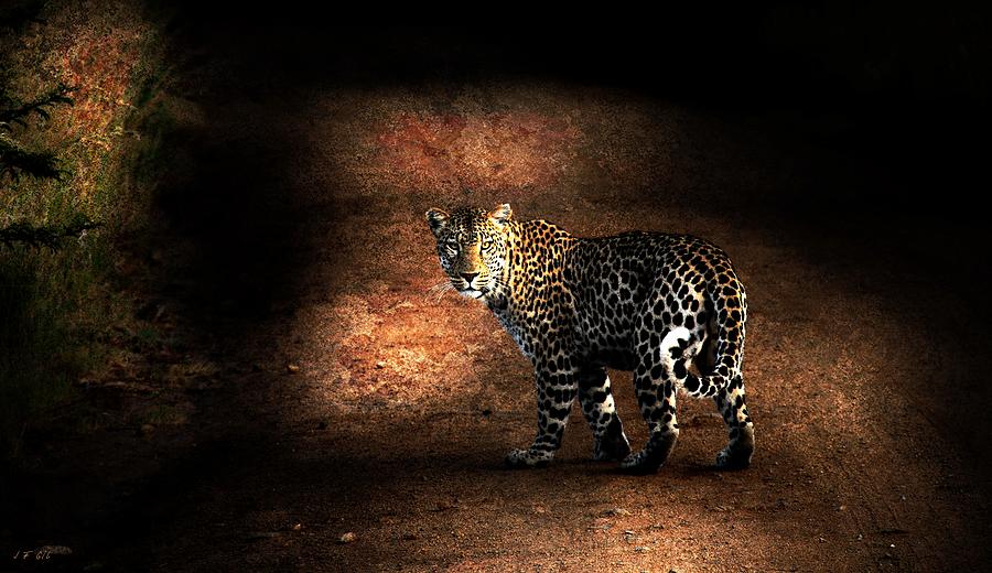 Leopard  Photograph by Jean Francois Gil