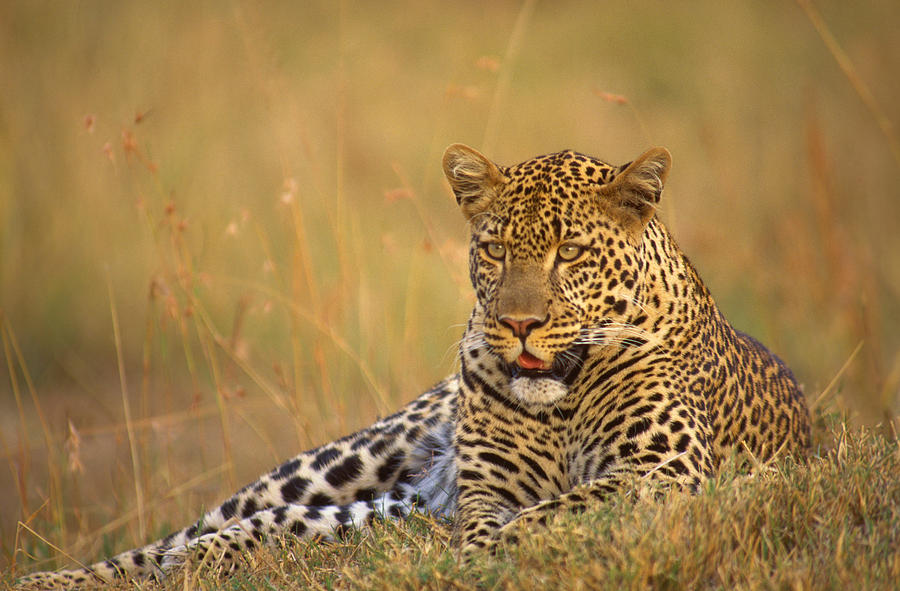 Nature Photograph - Leopard by Johan Elzenga