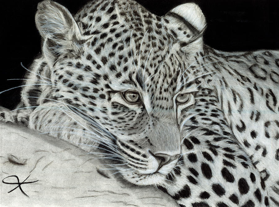 Black And White Drawing - Leopard  by Kyla Heumann
