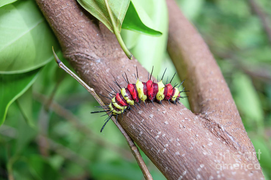 Leopard Lacewing Caterpillar Photograph by Michelle Meenawong