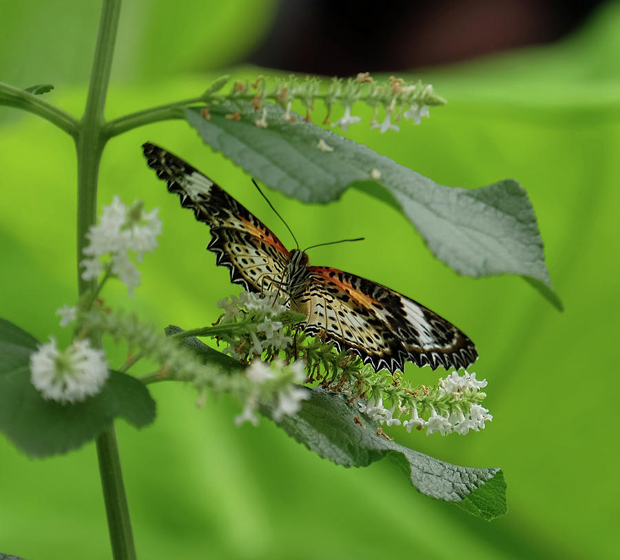 Leopard Lacewing dining Photograph by Ronda Ryan