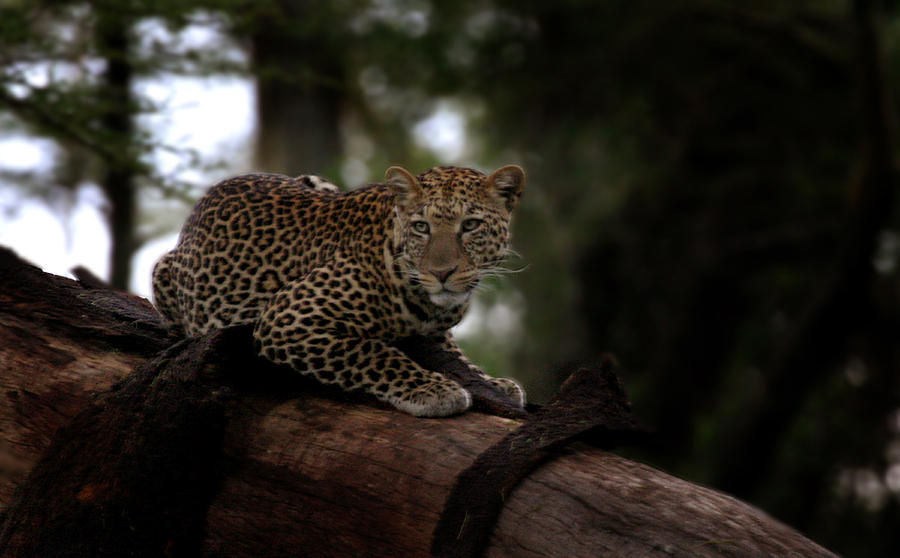 Leopard Lake Nakuru Kenya2 Photograph by Joseph G Holland
