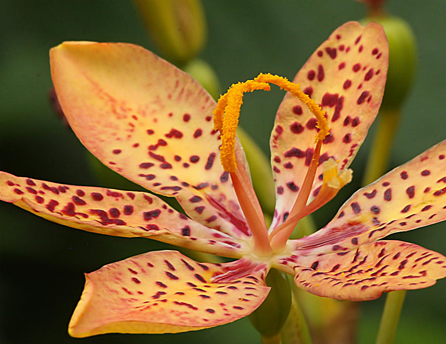 Leopard Lily Photograph by Edelberto Cabrera