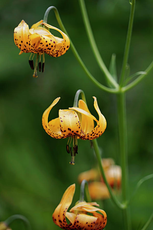 https://images.fineartamerica.com/images/artworkimages/mediumlarge/1/leopard-lily-sequoia-national-park-august-2017-timothy-giller.jpg