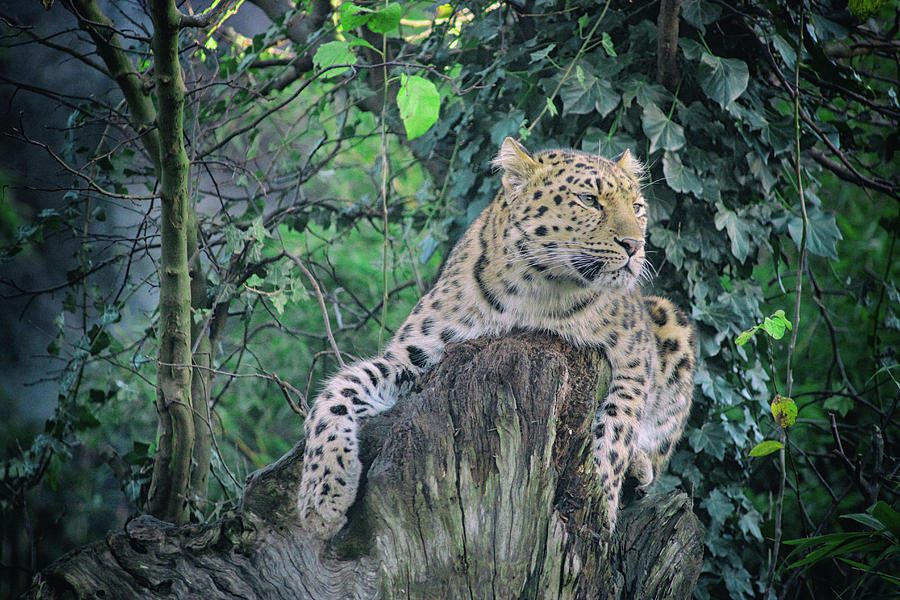 Leopard Lookout Photograph by Martin Newman - Fine Art America